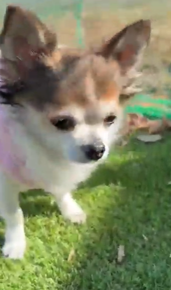 ココアちゃんの写真まとめ